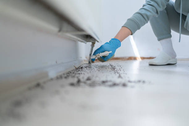Best Insect Control  in Salmon, ID